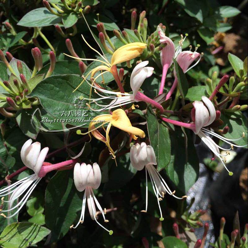 红花忍冬金银花爬藤植物浓香一六八园艺