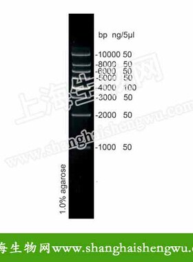 DL1000 50T 250ul DNA Marker DNA分子量标准 R04040 核酸电泳