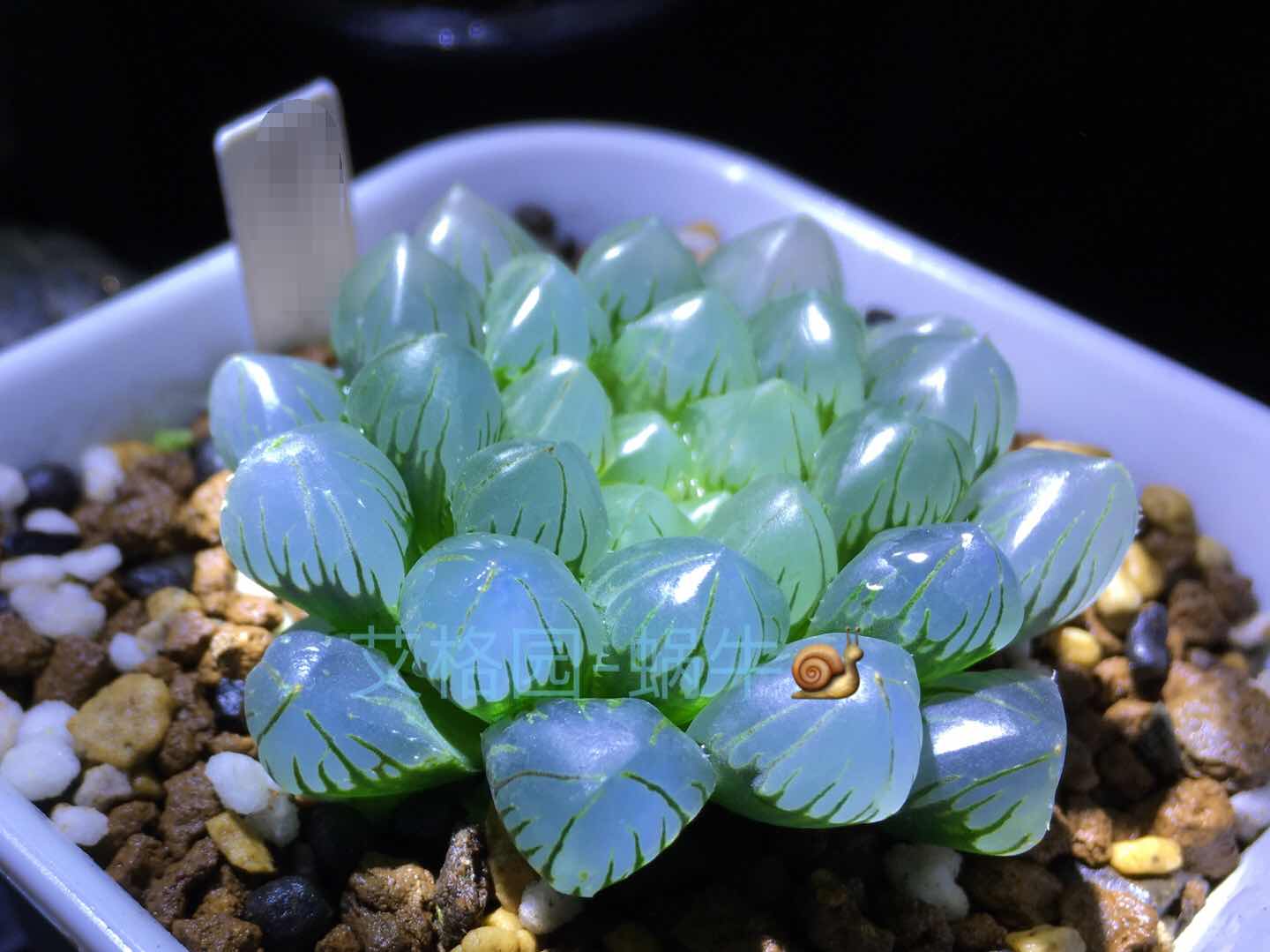 多肉植物12卷玉露 皇帝玉露 苗