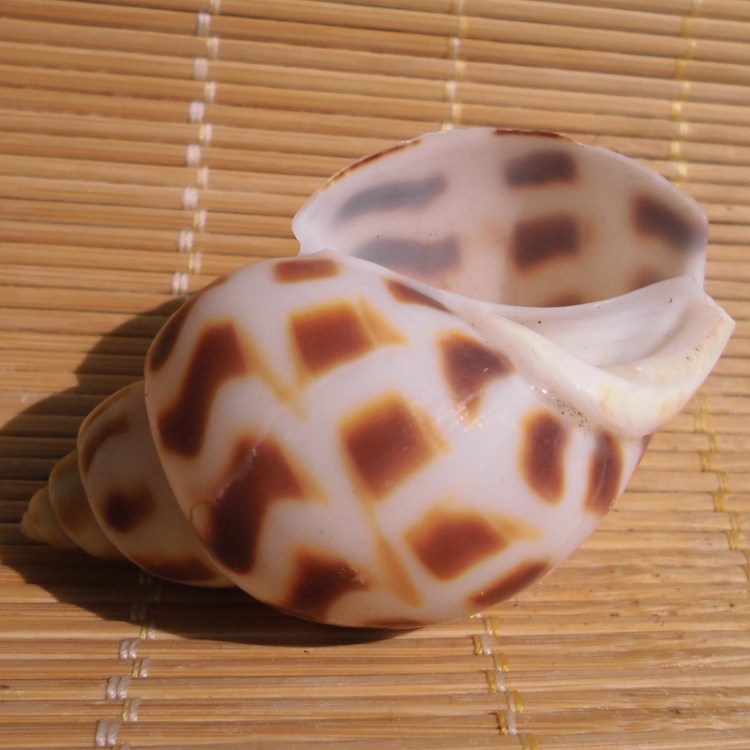 天然海螺贝壳东风螺花点螺鱼缸水族造景装饰卷贝鱼虾蟹寄居换壳,家居饰品,海螺/贝壳/珊瑚,淘宝优惠券,粉丝福利购,淘宝优惠卷