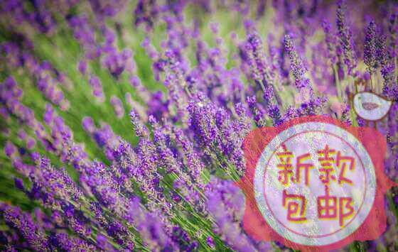 优果儿薰衣草饱和纯露镇静舒缓平衡水油分泌500ml包邮