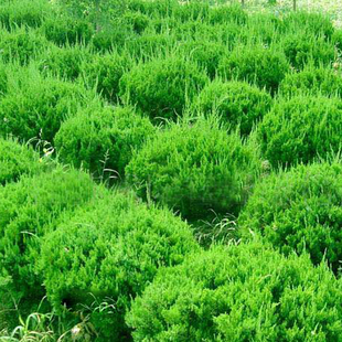绿化苗木 京华花卉，售龙柏球，龙柏小苗量大从优