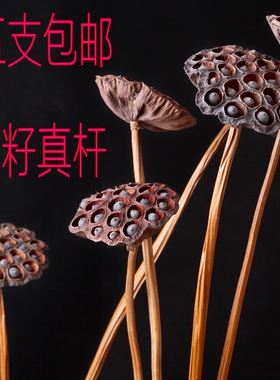 真杆带籽莲蓬干花天然荷花橱窗仿真装饰花客厅摆件摄影道具带莲子