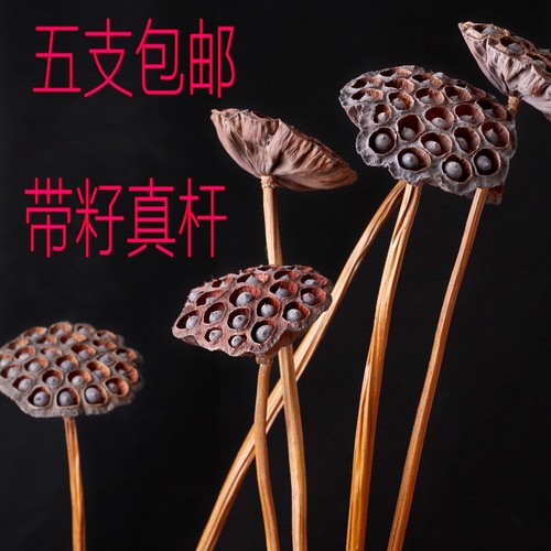 真杆带籽莲蓬干花天然摄影道具