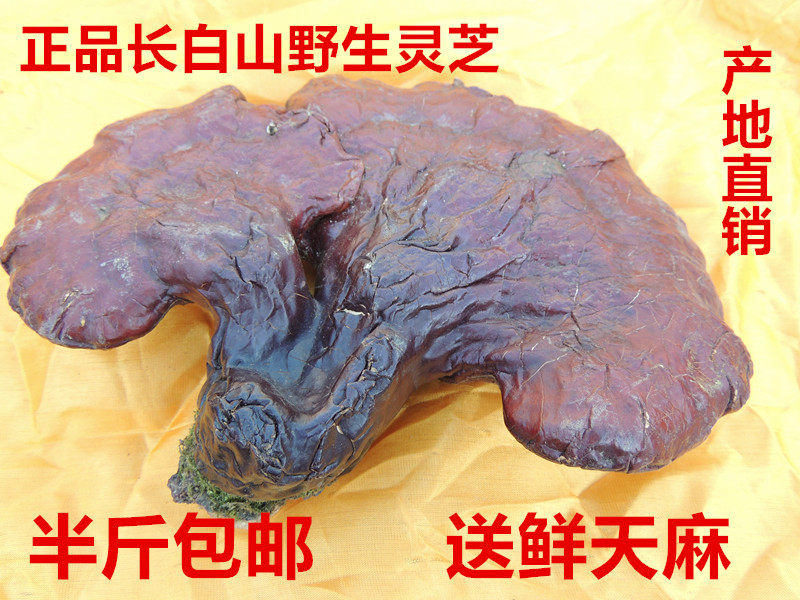 长白山野生灵芝 整枝大灵芝东北特产林下灵芝片林芝100克产地直销