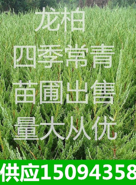庭院工程绿化苗龙柏苗绕龙柏螺丝柏常青树苗龙柏小苗树苗龙柏树苗