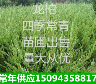庭院工程绿化苗龙柏苗绕龙柏螺丝柏常青树苗龙柏小苗树苗龙柏树苗