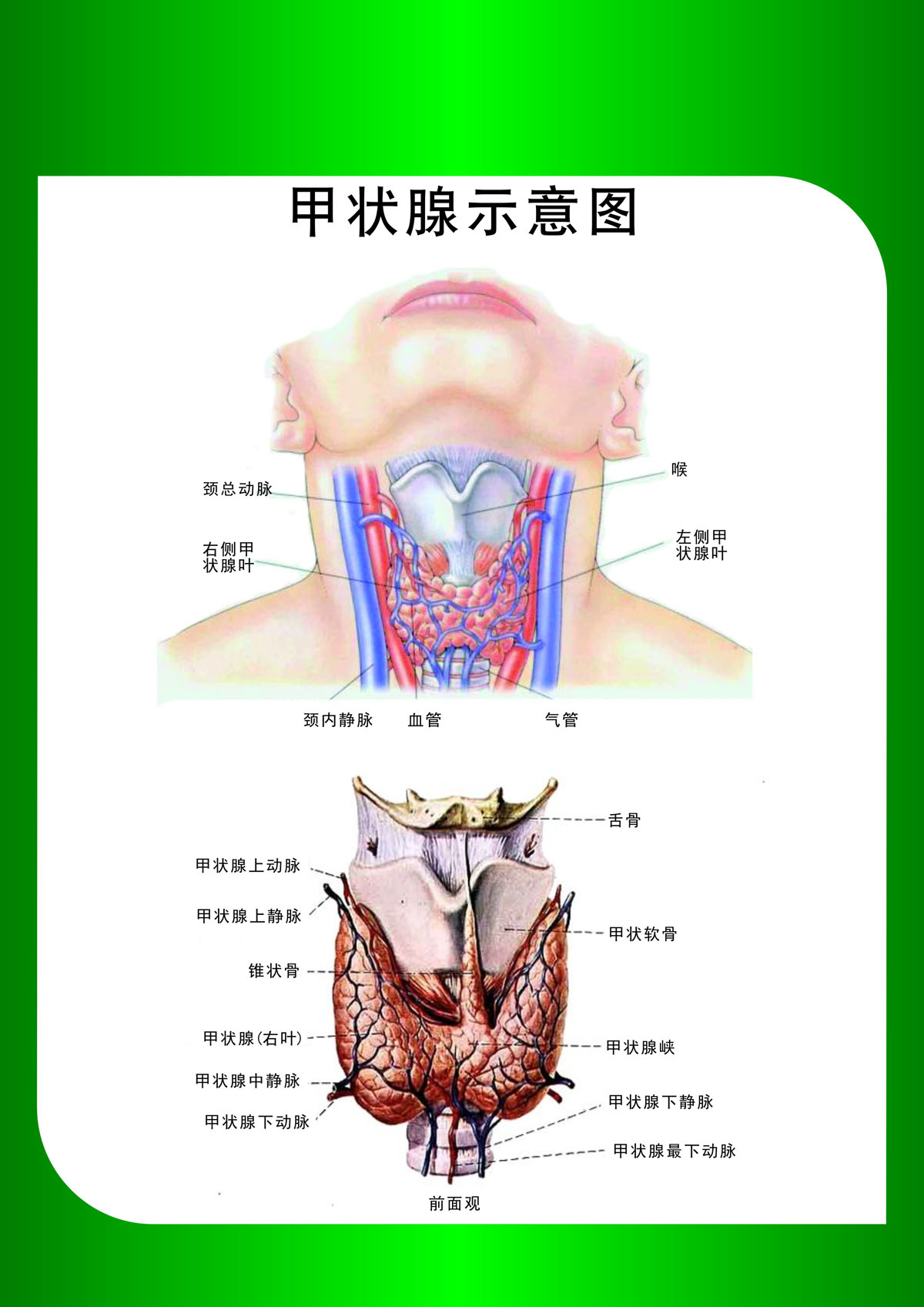761海报印制展板写真喷绘577人体解剖甲状腺系统示意图