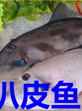 新鲜速冻大扒皮鱼500g 冰冻整条马面鱼 剥皮鱼 耗儿鱼 橡皮鱼海鱼