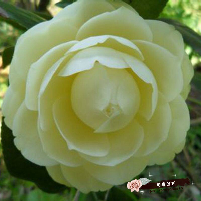 黄达 福建龙岩永福镇品种茶花盆栽稀有进口品种茶花名贵黄色茶花