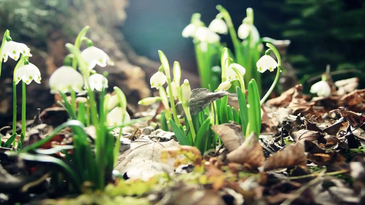春暖花开 万物复苏 欣欣向荣 各种花开 led背景视频 延时摄影