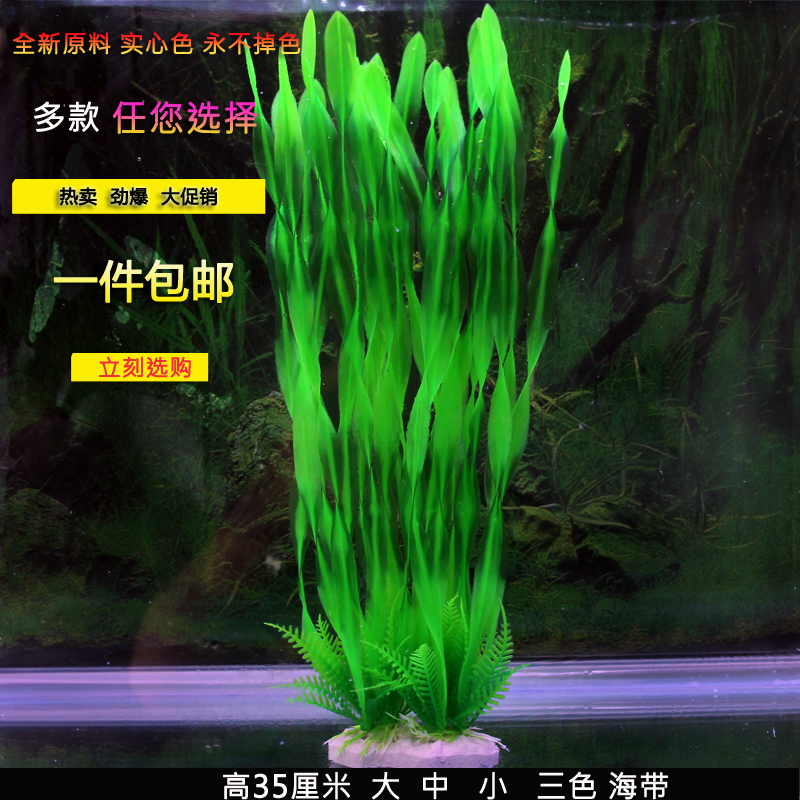 北美水兰大中海带螺旋鱼缸造景