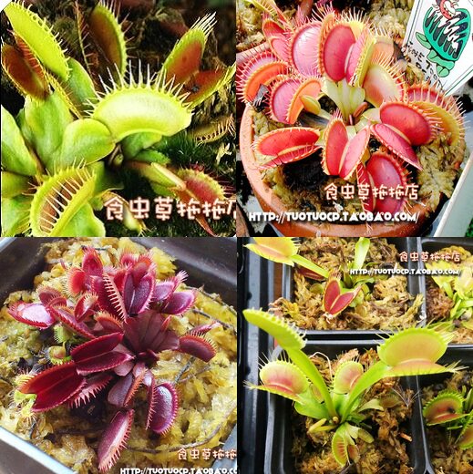 食虫植物-捕蝇草新手套餐 4种捕蝇草组合！买买买买买！