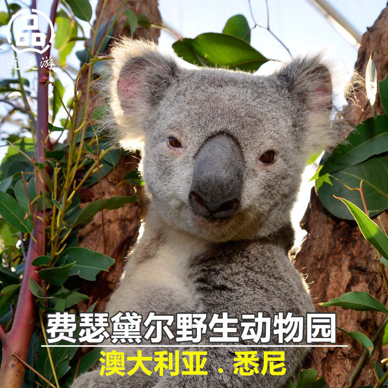 [费瑟黛尔野生动物园-大门票]悉尼featherdale wildlife park