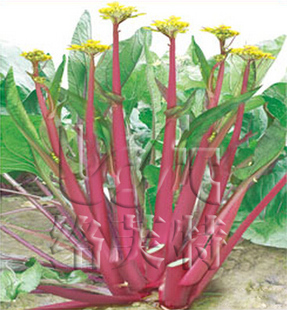皇家红/红菜薹种子 特种菜心种子 早熟 耐湿热味美香甜可口蔬菜种