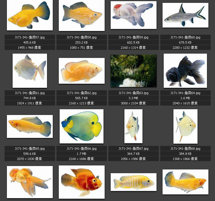 各种鱼类图片 水产 专业高清图片 素材图库
