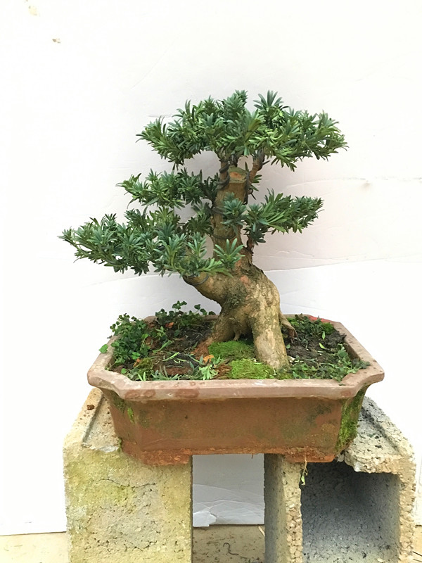 实物悬崖罗汉松盆景珍珠罗汉松盆景菊花罗汉松盆景矮霸米叶罗汉松