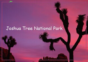 定制 美国加州约书亚树国家公园 旅游纪念磁性贴20549