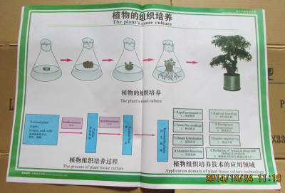 高中生物教学挂图 生物技术实践教学挂图 4幅 送磁扣