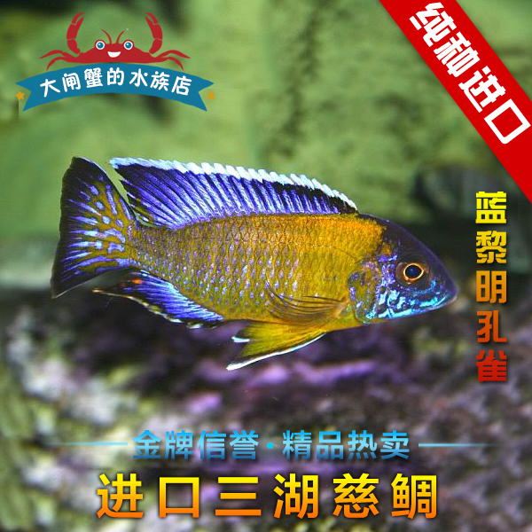 德系进口三湖慈鲷 马鲷 蓝黎明孔雀鱼 a属孔雀 热带鱼 观赏鱼活体