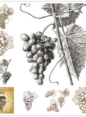 A1603矢量版画素描手绘风格水果葡萄图案 AI设计素材
