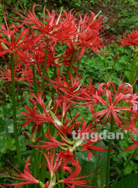 彼岸花 红花石蒜球 曼珠黄色石蒜 忽地笑 满38元包邮 裸球发货