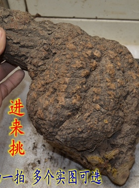 麻梨疙瘩原料阴干陈年老料鼠李木火琉璃北京手串烟斗弹弓葫芦钱袋