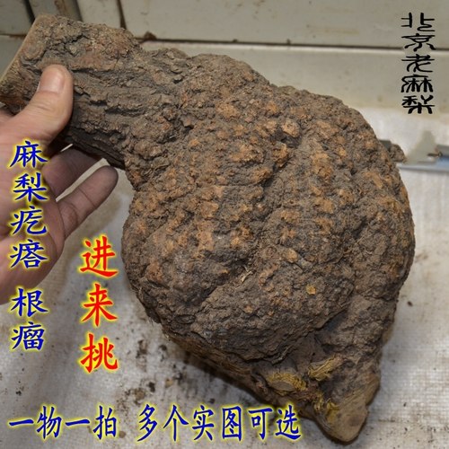麻梨疙瘩原料阴干陈年老料鼠李木火琉璃北京手串烟斗弹弓葫芦钱袋
