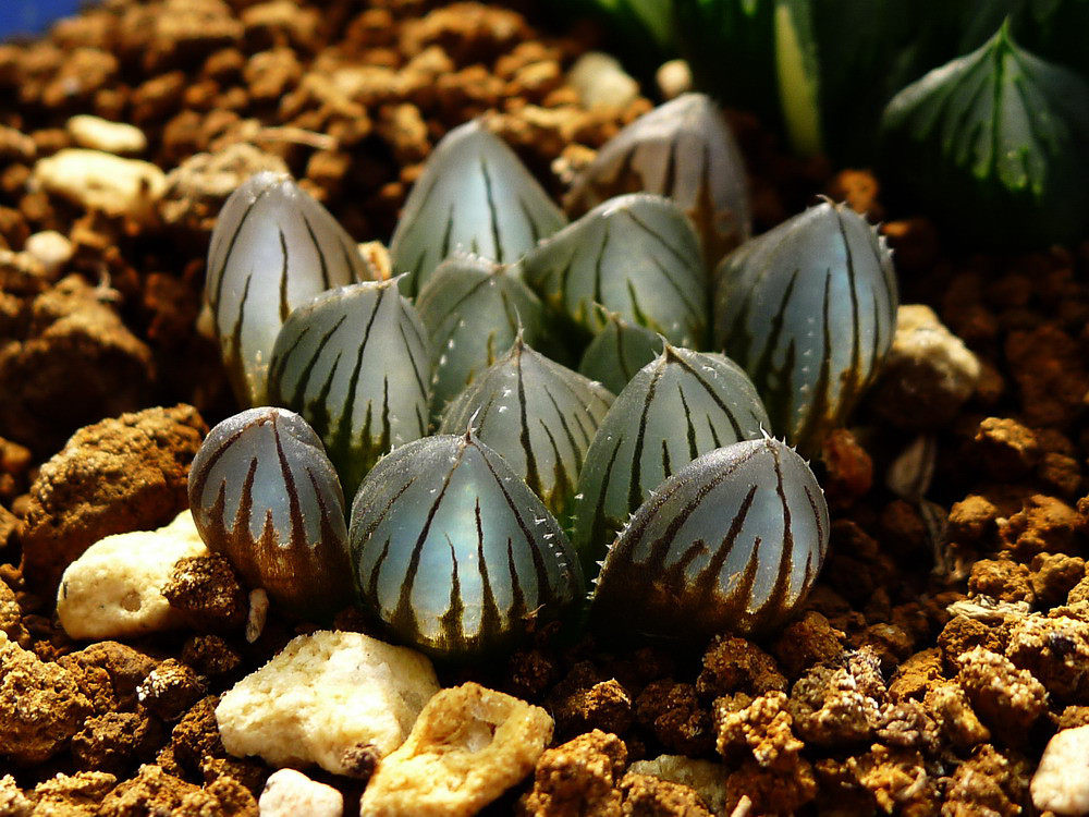 多肉植物 韩国进口十二卷多肉叶片「宫灯玉露sp」贵货正版叶片