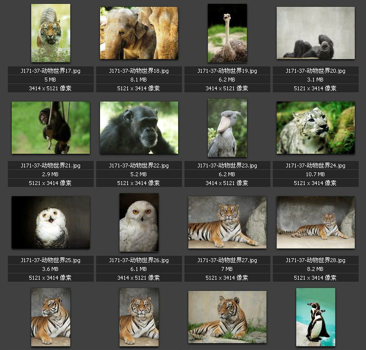 野生动物特写图片 专业高清图片 素材图库