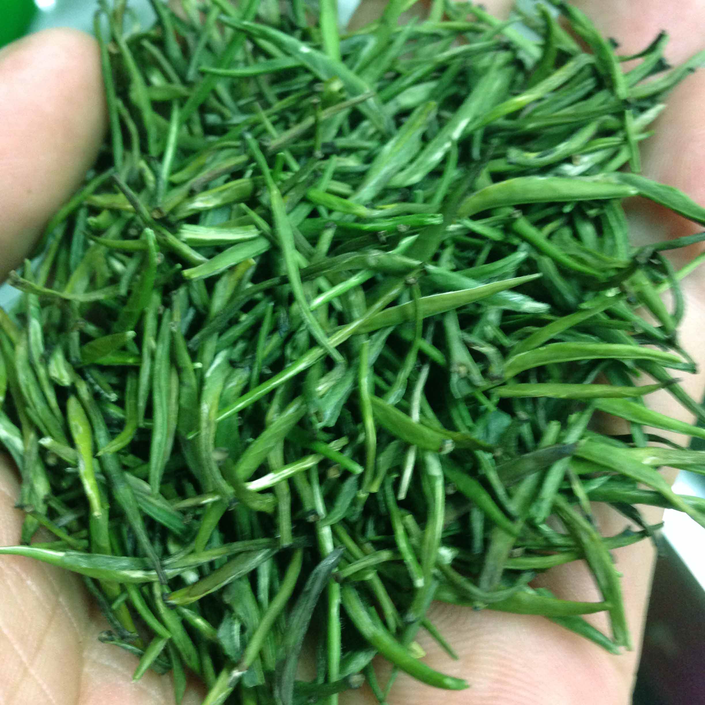 2023明前新茶保康绿茶雀舌松针高山云雾春茶叶毛峰毛尖散装500g