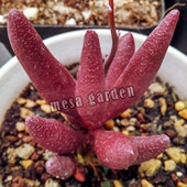 天锦章 纯红玛丽安 多肉植物 叶插苗 叶片 血红玛丽安 水泡