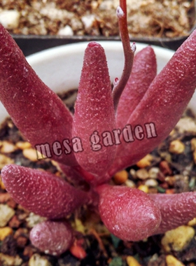 纯红玛丽安 血红玛丽安 水泡 叶插苗 叶片 天锦章 多肉植物