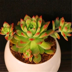 多肉植物 马库斯 多肉  植物 肉肉   多肉植物包邮