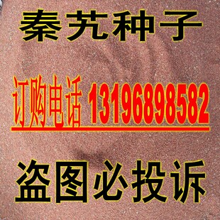 中药材种子 秦艽种子 麻花艽 小秦艽 辫子艽 秦胶 秦纠 瓣子艽