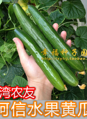 台湾农友脆甜爽口小青瓜种子