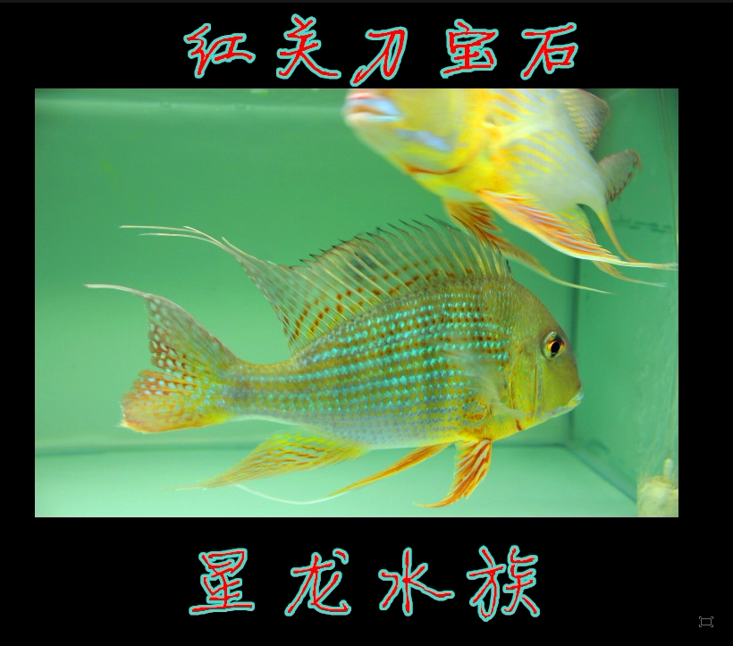 红纹关刀宝石南美慈雕 活体观赏鱼 苏利南 朱巴利力