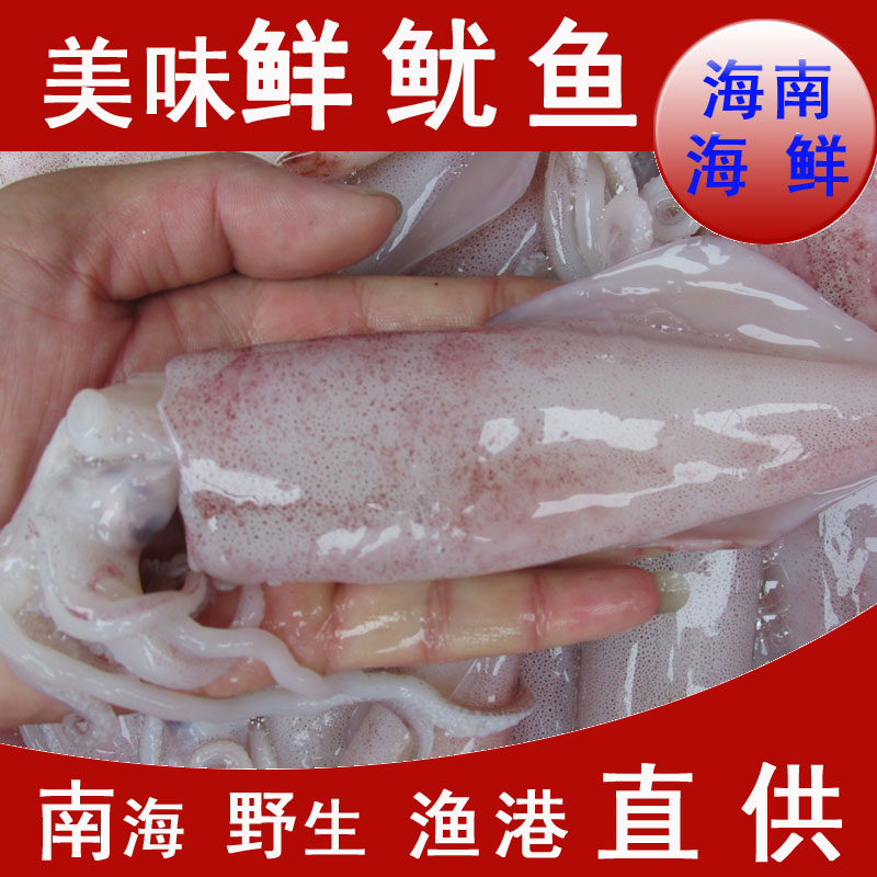 海南特产 非冰冻鱿鱼 海捕野生新鲜小鱿鱼 柔鱼 海南海鲜鱿鱼