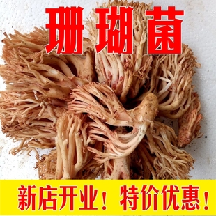 现货新鲜珊瑚菌1000g 包邮 特产野生 野生刷把菌扫把菌火锅菌顺丰