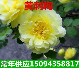 藤蔓攀援黄刺玫庭院盆栽爬藤花卉黄刺梅花苗黄刺玫小苗耐寒性强