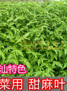 潮汕麻叶特菜山野菜潮州蔬菜种子