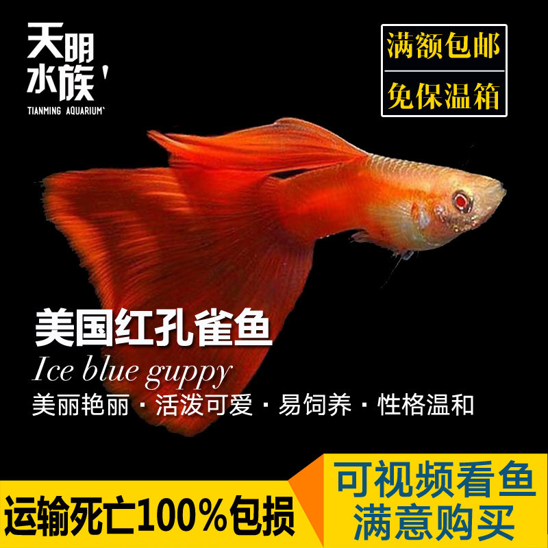 活体礼服美国淡水孔雀鱼图片