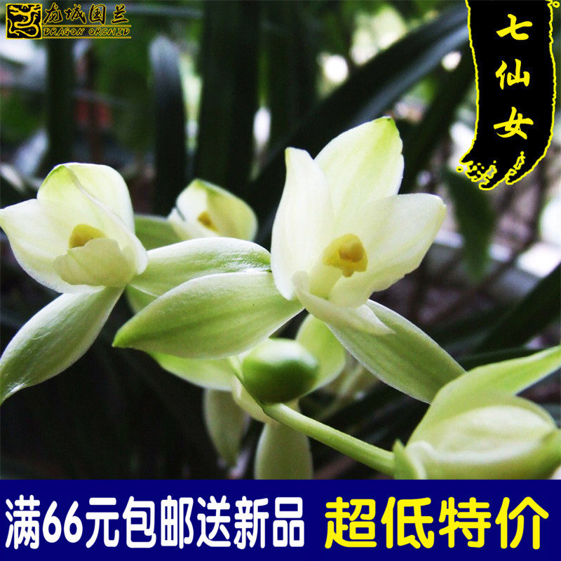 建兰四季兰荷瓣精品七仙女夏带浓香花苞出售 特价好养兰花苗包邮