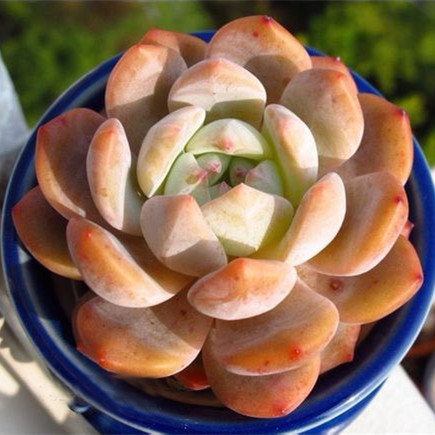 韩国进口正版妮妮花舍多肉植物