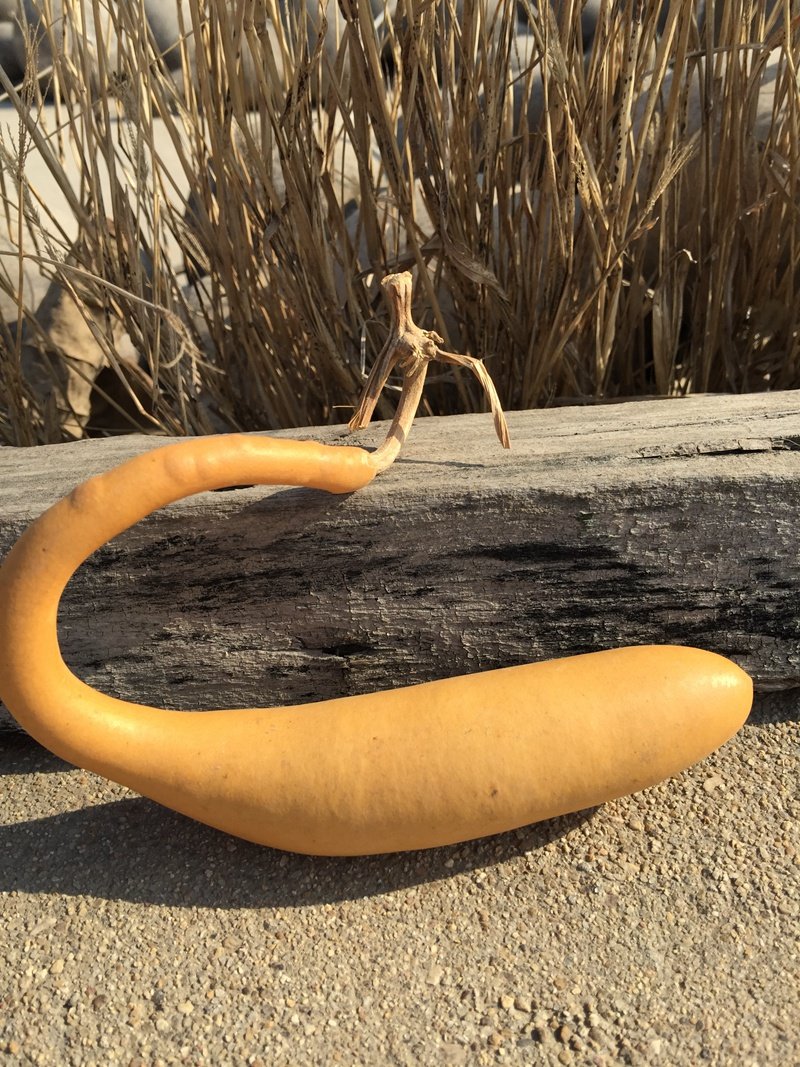 純天然去雕琢純自然生長的造型長條小魚葫蘆家居擺件葫蘆畸形葫蘆在類目 特色手工藝, 地區民間特色手工藝, 葫蘆中 - 來自Buy2taobao.com提供專業的淘寶代購服務
