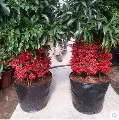 富贵子盆栽植物 富贵籽 富贵子苗 黄金万两 招财进宝