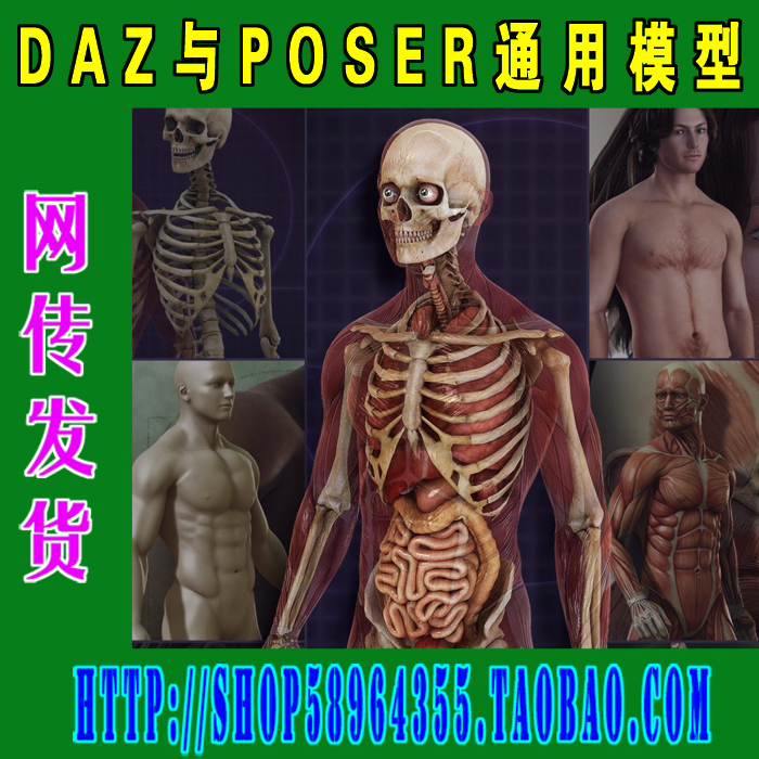 DAZ与Poser模型——M4男基础+解剖模型套装(3M-104)