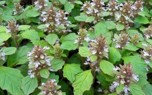 中草药筋骨草 白毛夏枯草 苦草 金疮小草 散血草 苦地胆干品500克