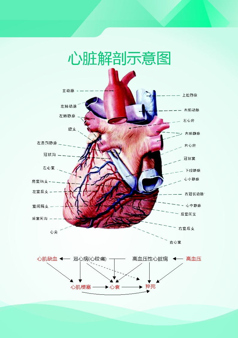 748海报印制展板写真喷绘234健康知识之身体心脏血管解剖示意图