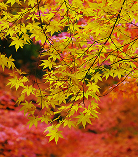 风景画海报秋景枫叶林黄金叶遍地黄金海报画卧室客厅装饰画J1142C
